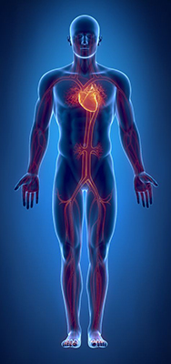 15563812 - cardiovascular system with glowing heart